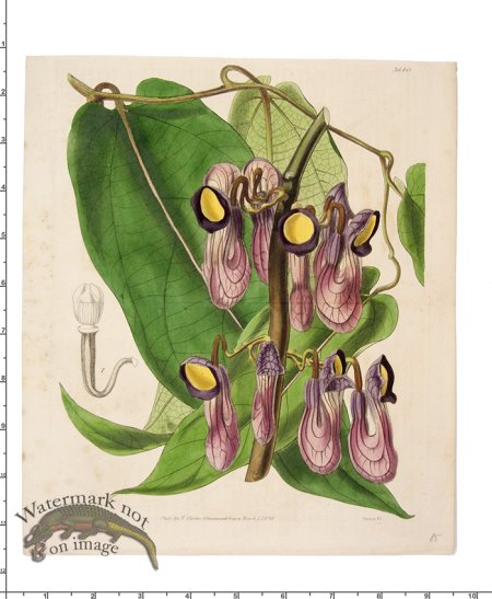 (image for) Curtis Botanical 035