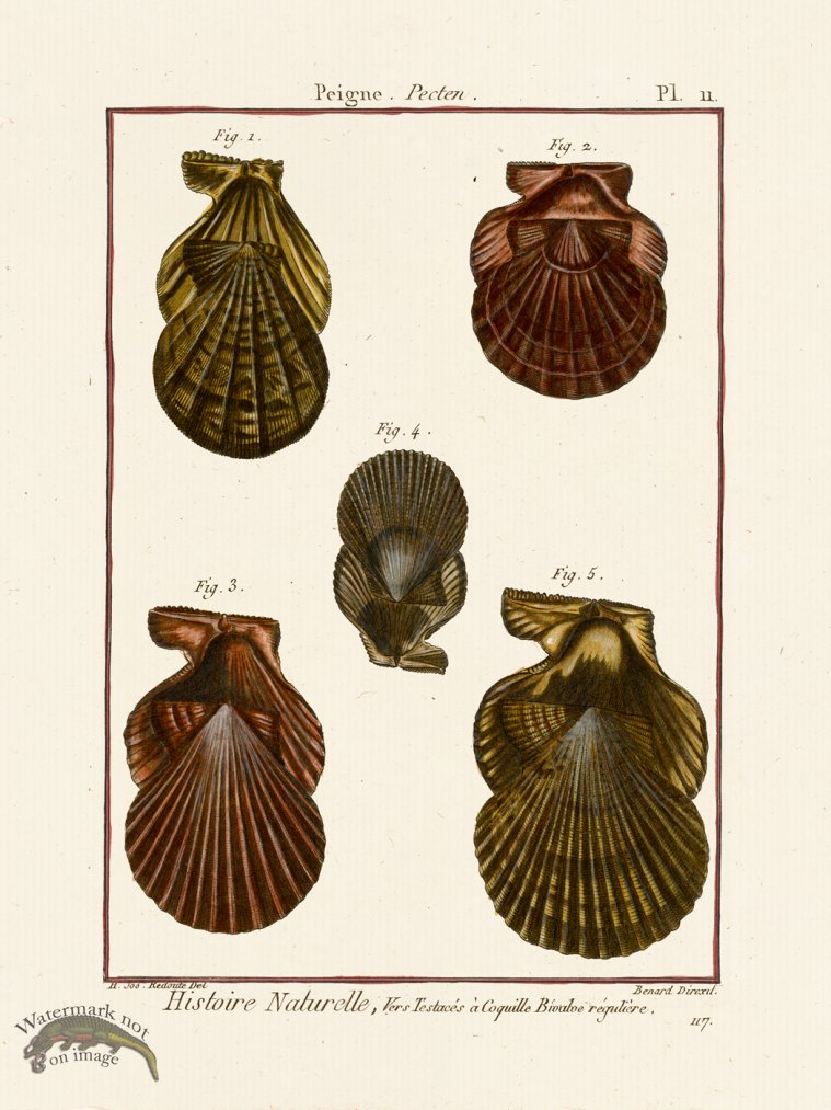 (image for) Diderot Shell 11