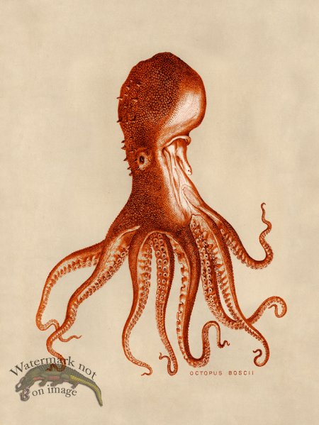 (image for) Octopus Orange 16