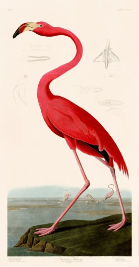 (image for) 431 American Flamingo Standing