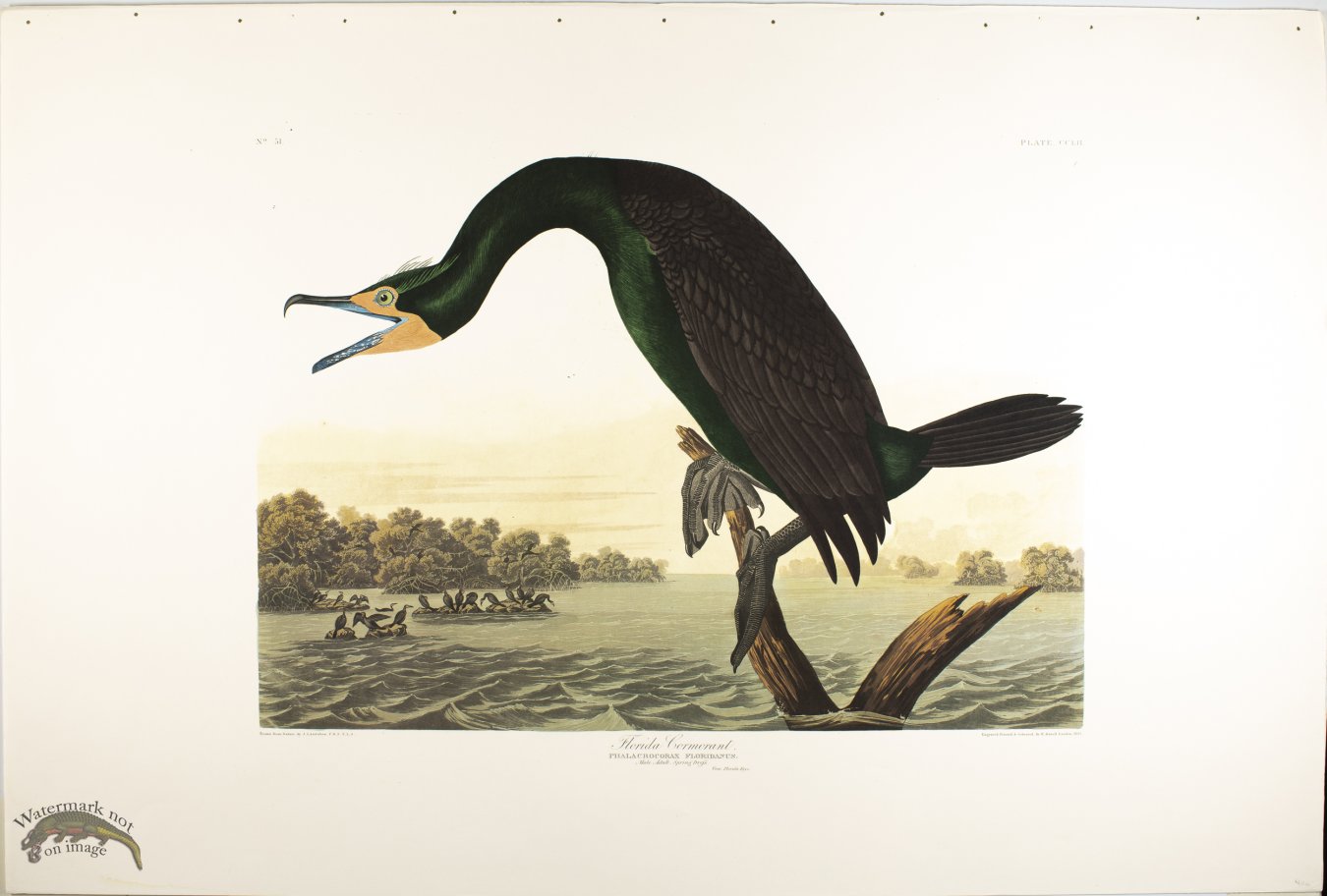 Flordia Cormorant