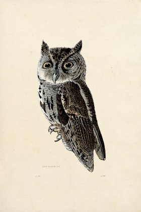 KO 12 Little Screech Owl