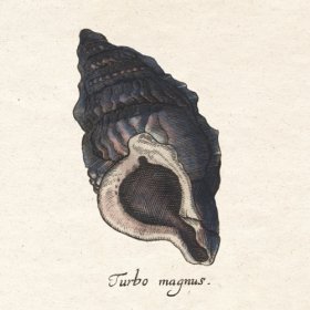 Merian Shell 7