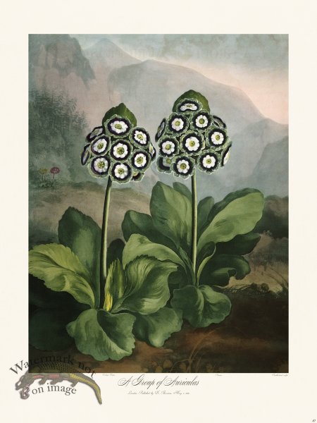 (image for) 10 Group of Auriculas