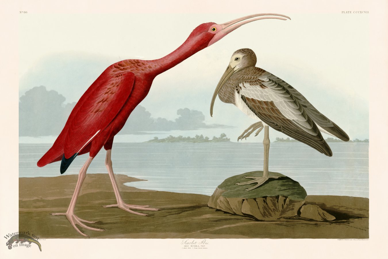 (image for) 397 Scarlet Ibis