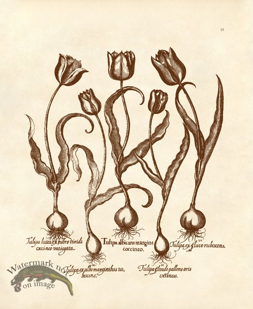 Besler 15 Tulips