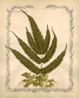 Jamaican Fern 09