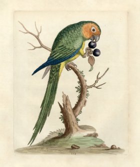 Edwards Parrot 12.jpg