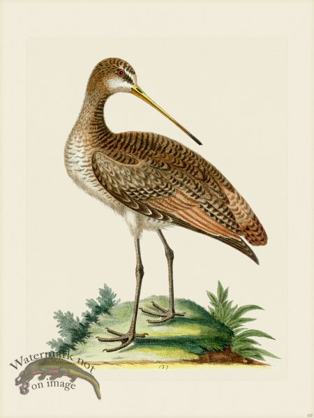 (image for) Edwards 137 greater American Godwit