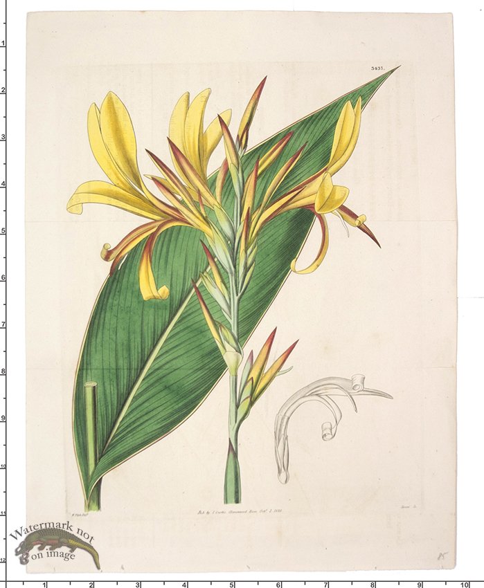 (image for) Curtis Botanical 049 - Click Image to Close