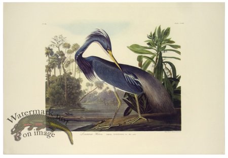 (image for) Louisiana Heron L.E.