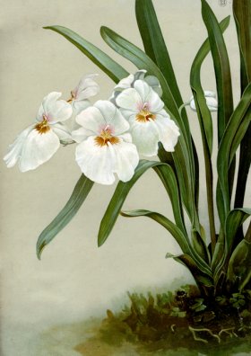 orchid 15