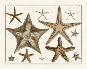 Seba B2 007 Starfish