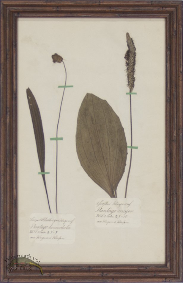 Herbarium BbF 04