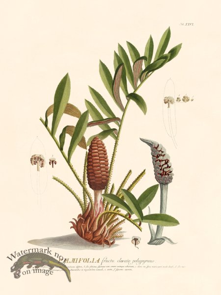 (image for) Trew Botanical 26