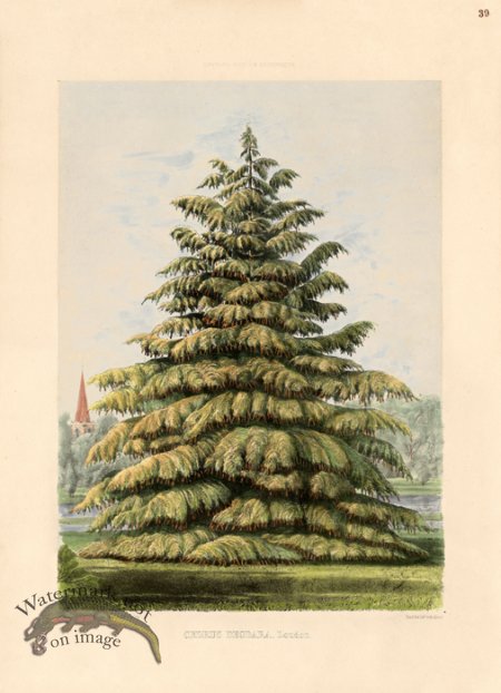 (image for) Deodar Cedar