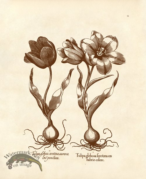 (image for) Besler 16 Tulips