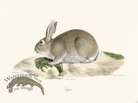 (image for) Cuvier 262 Rabbit