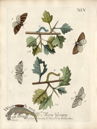 Albin Plate 45