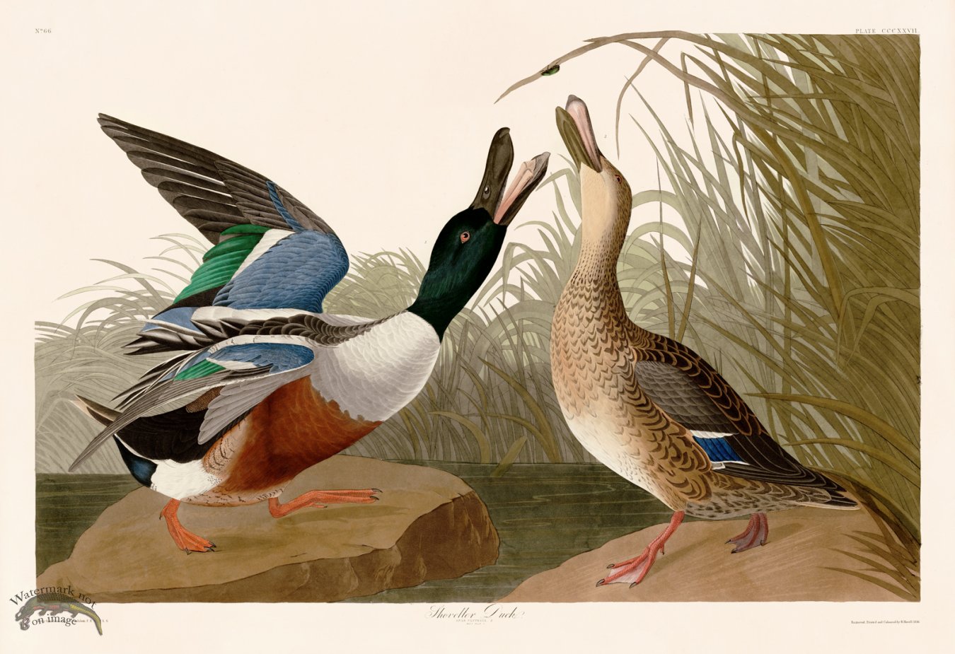 (image for) 327 Shoveller Duck