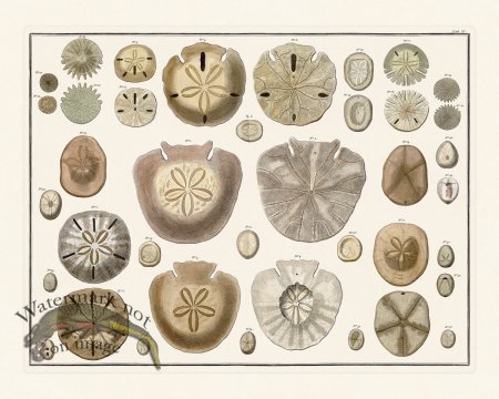 (image for) Seba B2 015 Sand Dollars