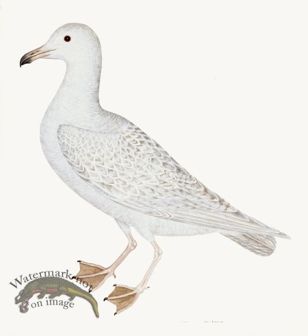 (image for) Rudbeck 025 WHITE GULL 22x24