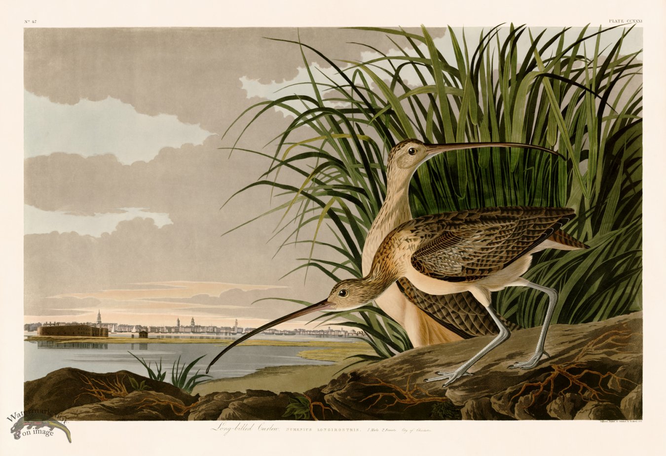 (image for) 231 Long billed Curlew