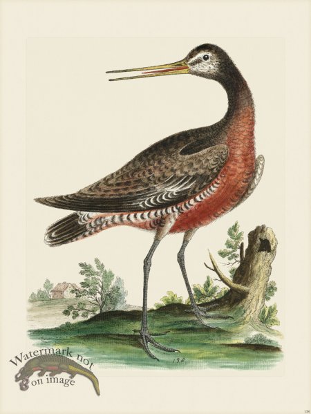 (image for) Edwards 138 Red breasted Godwit