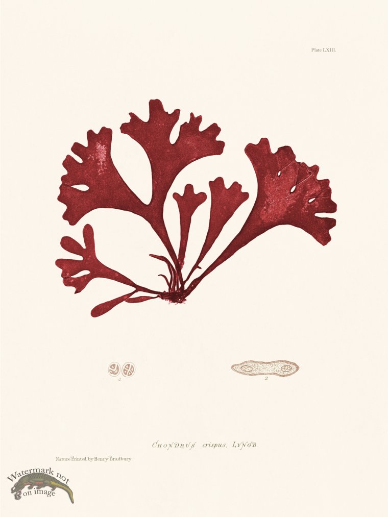 (image for) Bradbury Seaweed 063