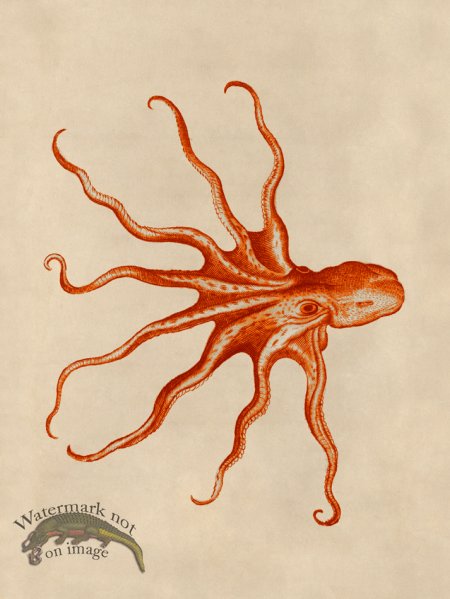 (image for) Octopus Orange 29