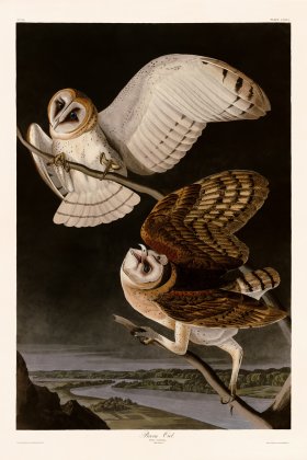 171 Barn Owl