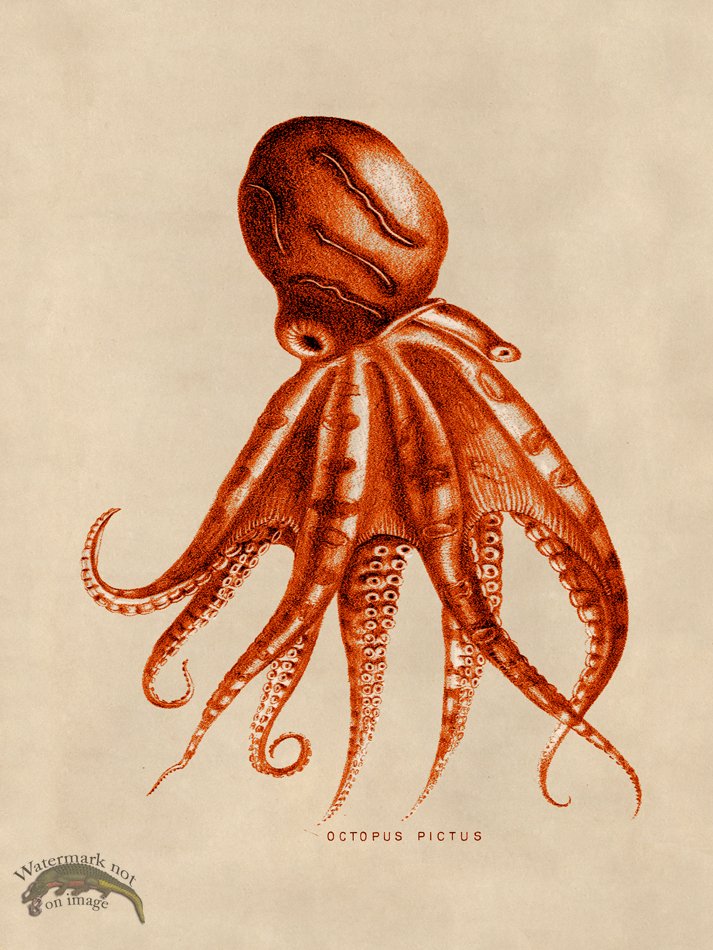 (image for) Octopus Orange 10