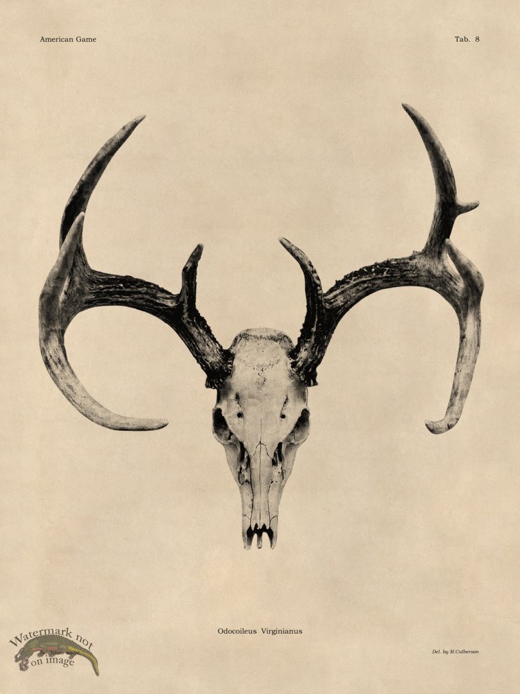 (image for) Tan Bones 08 White Tail