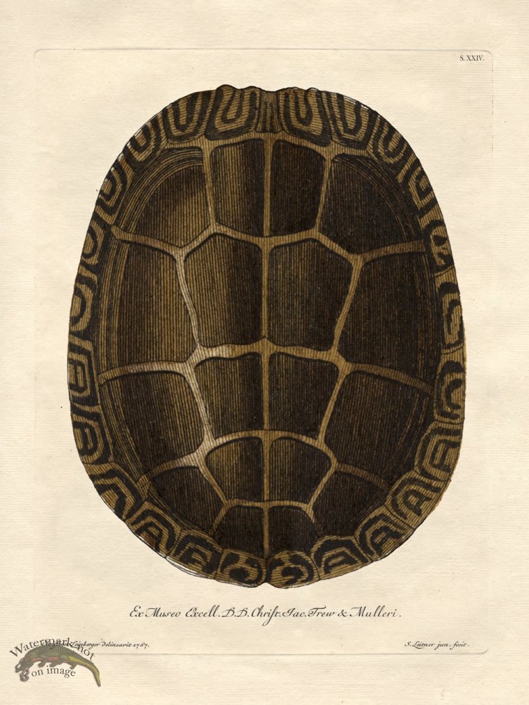 (image for) Trew Turtle Shell 24