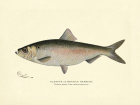 Alewife or Branch Herring