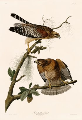 056 Red-shouldered Hawk