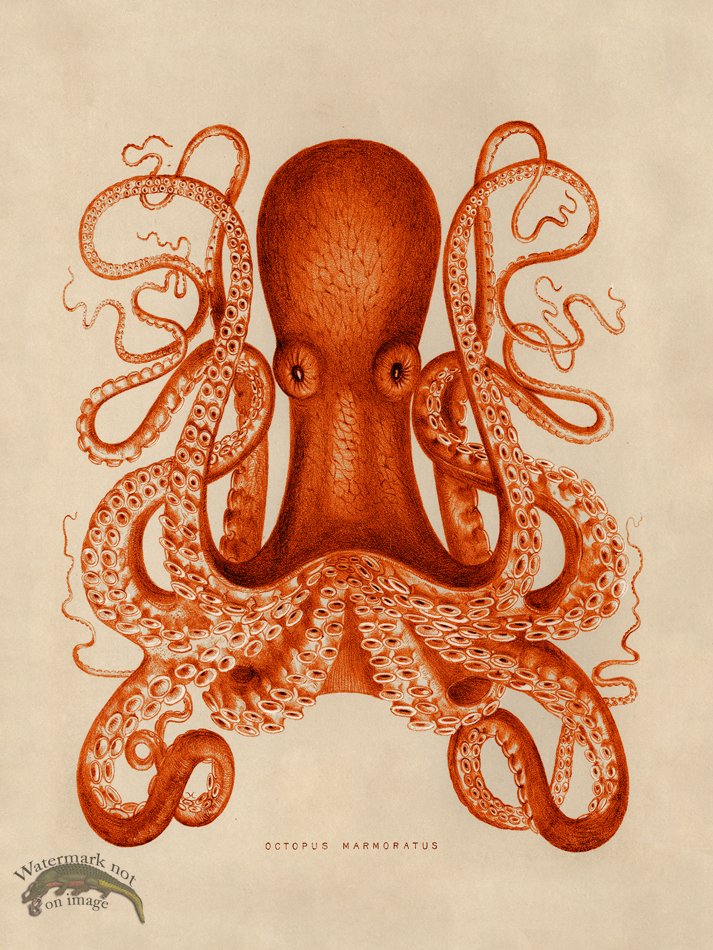 (image for) Octopus Orange 01