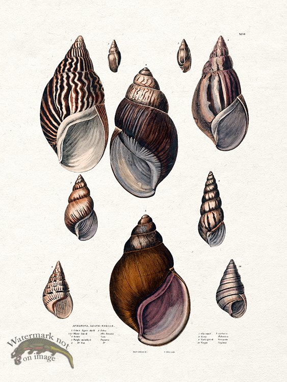 (image for) Edinburgh Shell 01