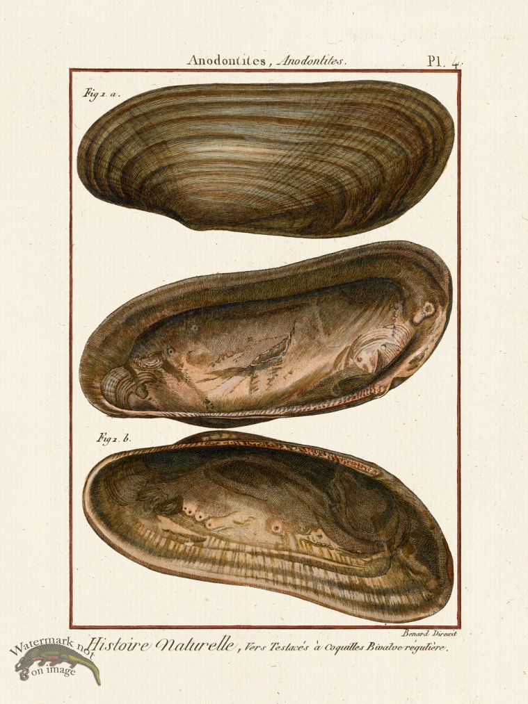 (image for) Diderot Shell 04