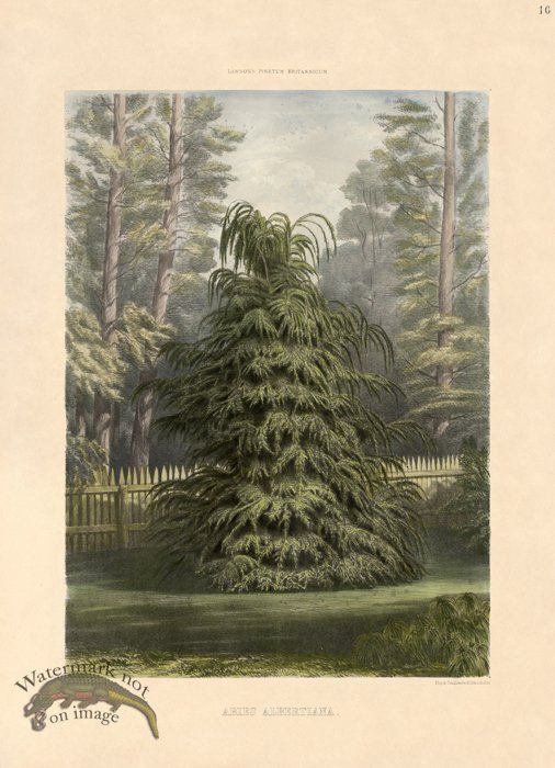 (image for) Western Hemlock or Abies Albertiana