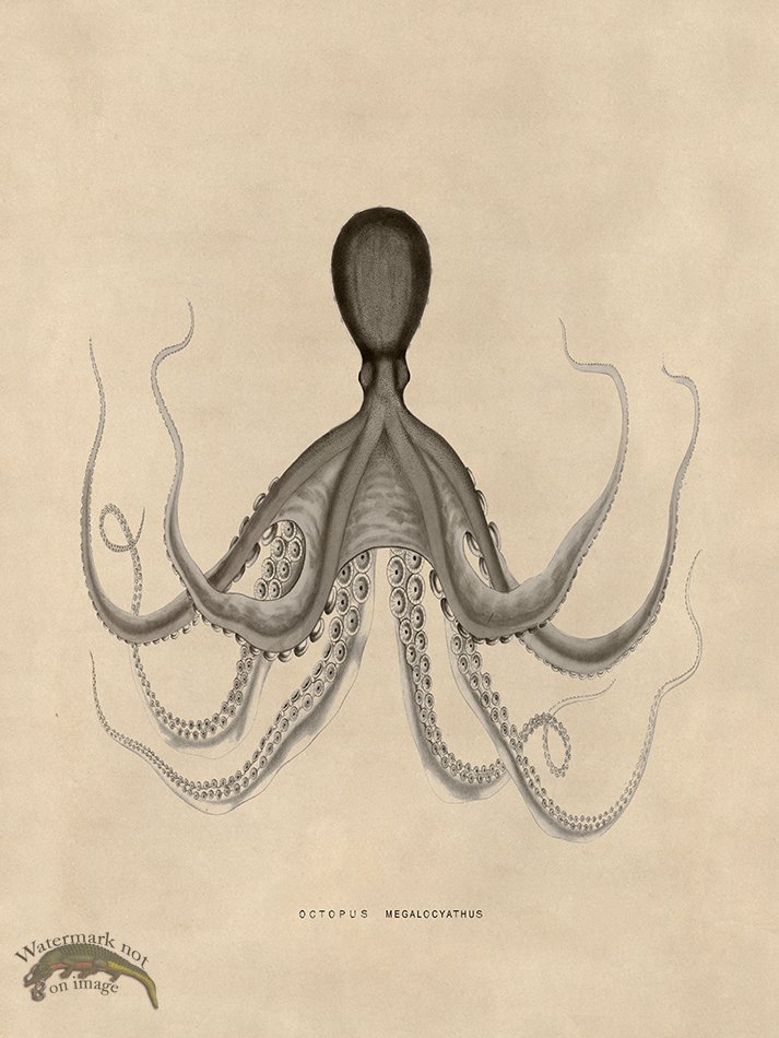 (image for) Octopus Tan 19