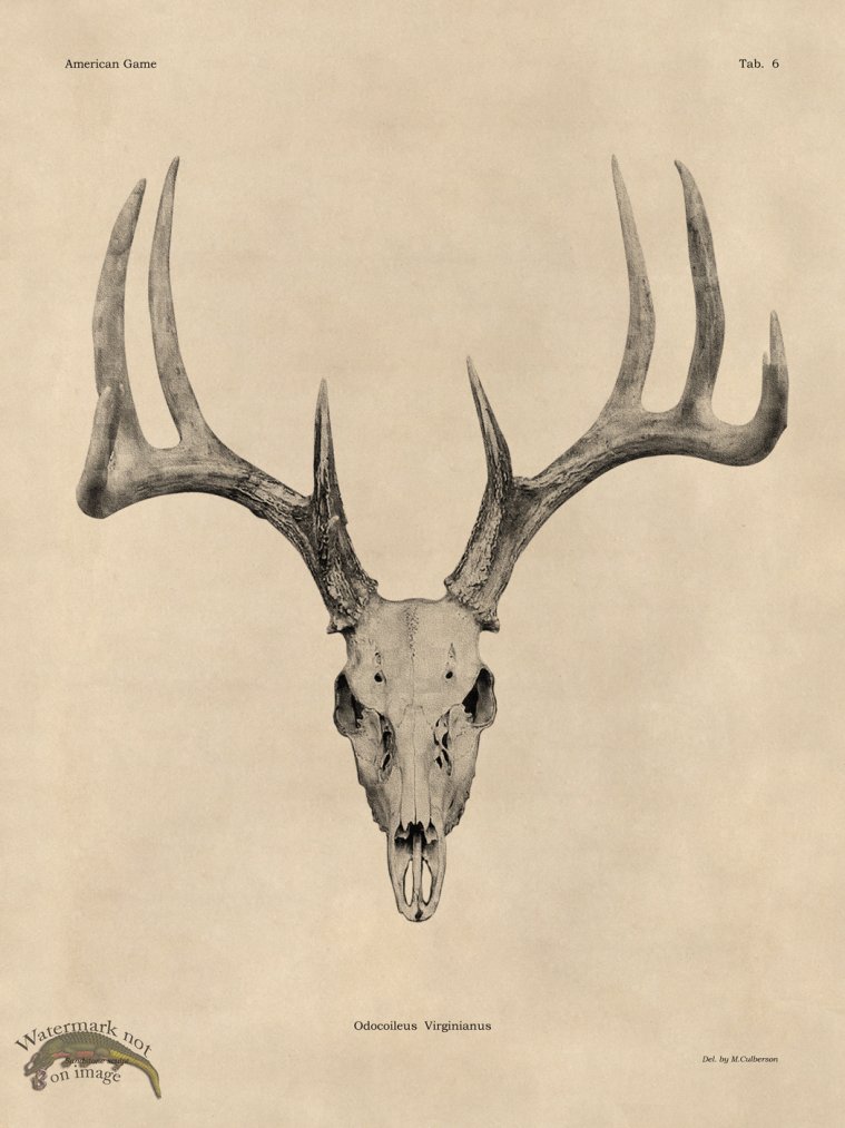 (image for) Tan Bones 06 White Tail