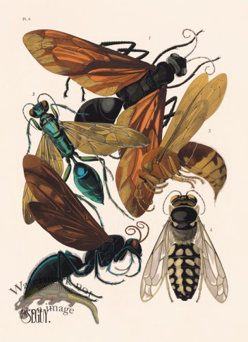 Seguy Bug 06
