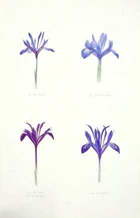 (image for) Dykes Iris 13