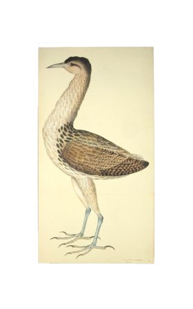 EUROPEAN BITTERN . PL 4