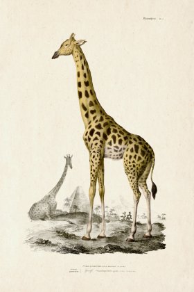 FNH 02 Giraffe