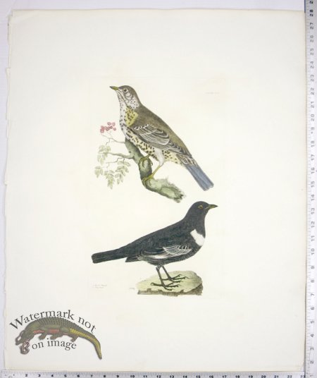 (image for) Missel Thrush and Ring Ouzel