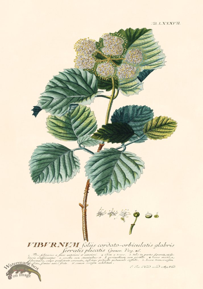 (image for) Trew Botanical 87