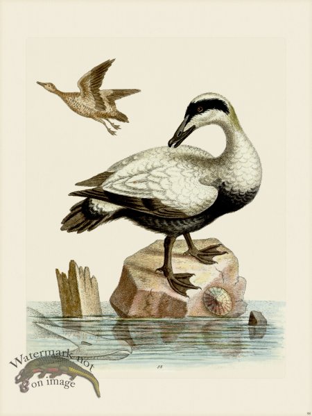 (image for) Edwards 098 Great Black and White Duck