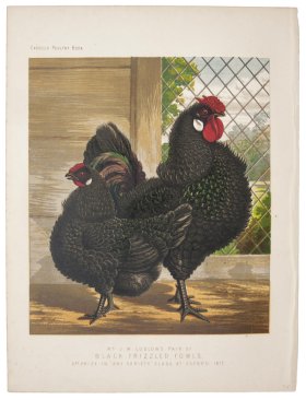 Black Frizzled Fowls